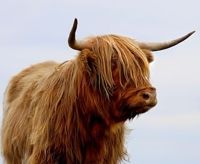 A beautiful cow